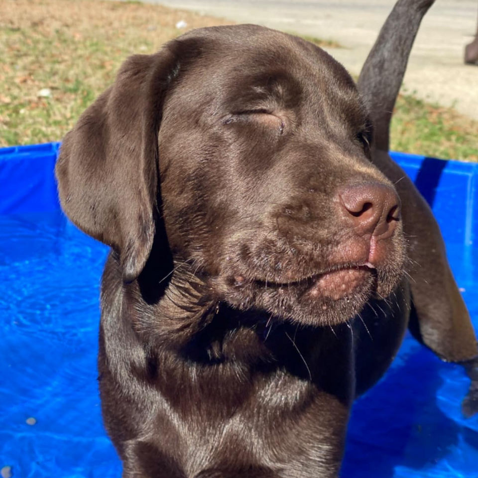 Piscina Bañera Portátil Plegable Perros Y Mascotas 80x20cm